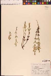 Scutellaria californica image