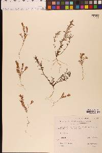 Epilobium minutum image