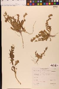 Camissoniopsis micrantha image