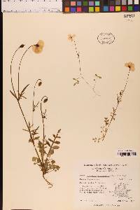 Papaver heterophyllum image