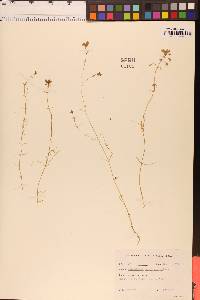 Callitriche heterophylla image