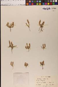 Plantago truncata image