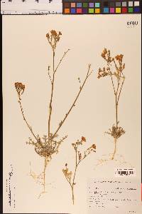 Gilia latiflora subsp. elongata image