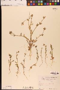 Gilia millefoliata image
