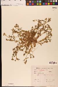 Gilia millefoliata image