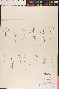 Leptosiphon aureus subsp. decorus image