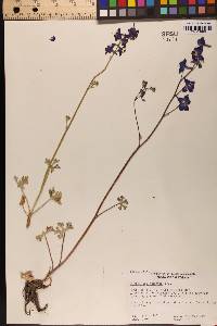 Delphinium uliginosum image