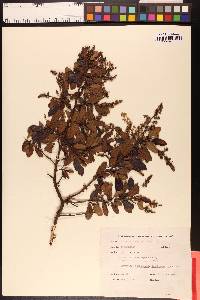 Ceanothus thyrsiflorus image