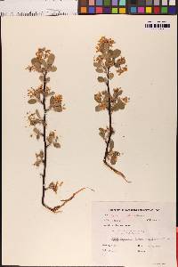 Amelanchier utahensis image