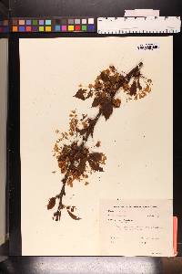 Prunus avium image