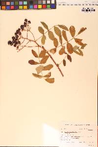 Sorbus californica image