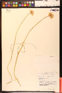 Allium amplectens image