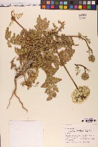 Daucus carota image