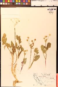 Lomatium nudicaule image