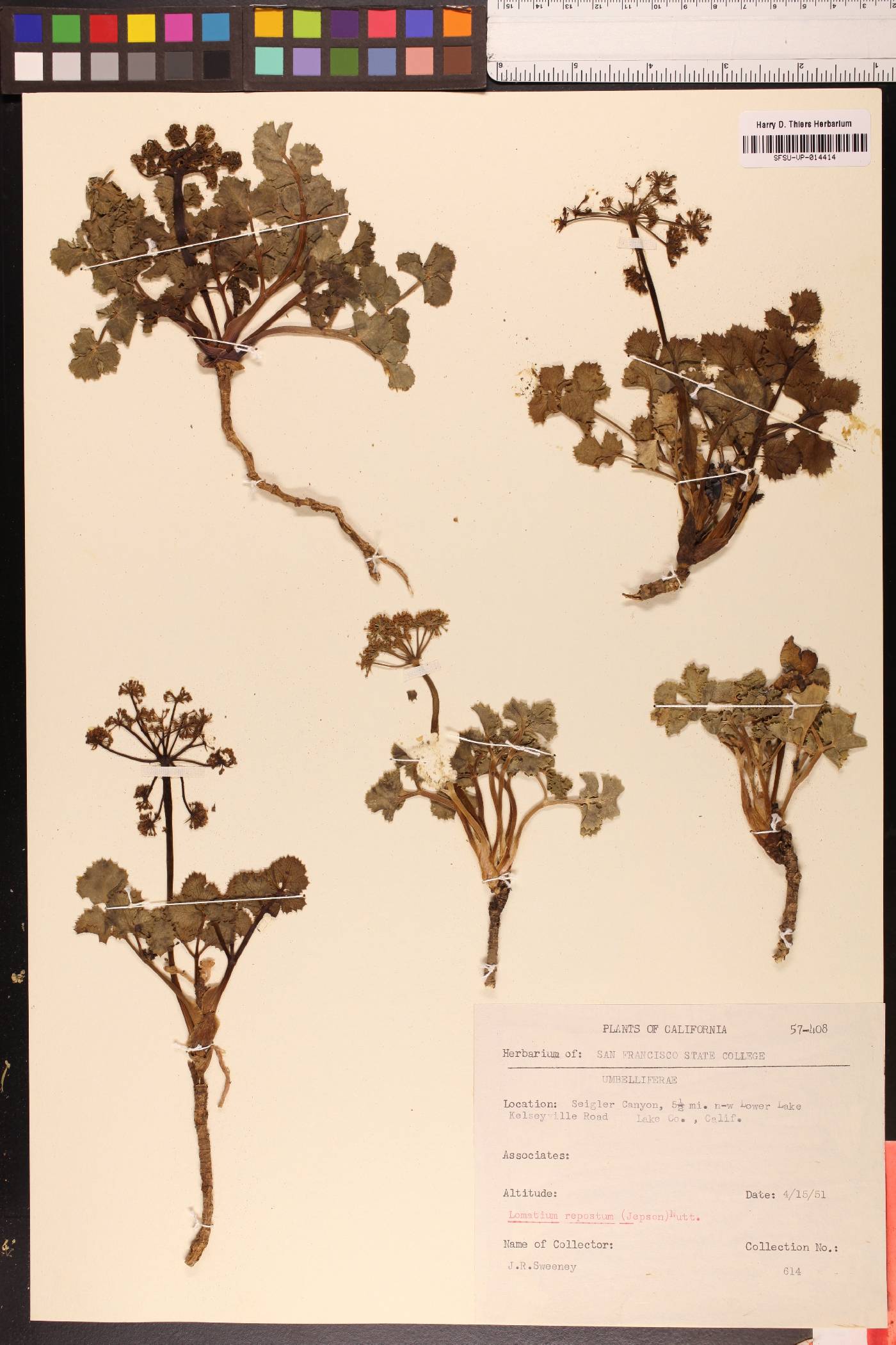 Lomatium repostum image