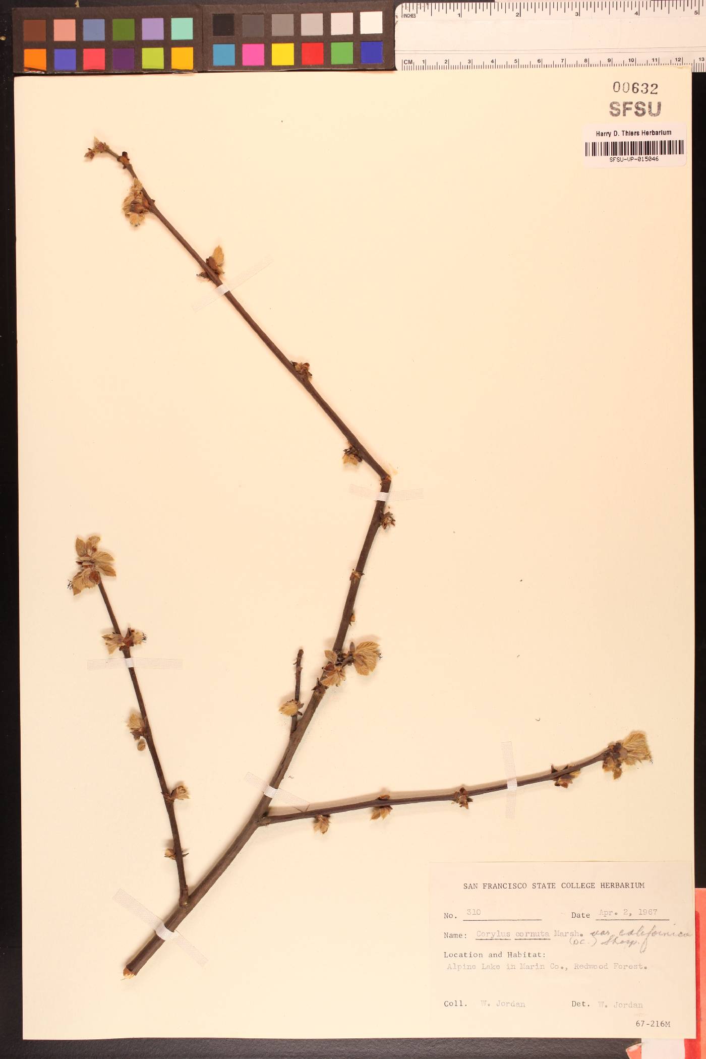 Corylus cornuta image