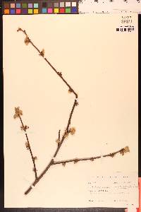 Corylus cornuta image