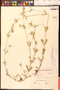 Silene gallica image