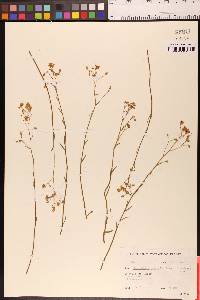 Crocanthemum scoparium var. vulgare image