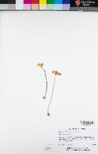 Allium hyalinum image