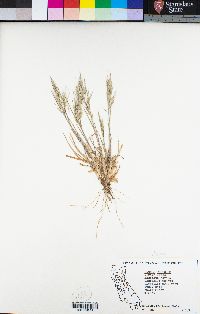 Bromus tectorum image