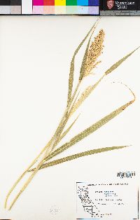 Sorghum halepense image