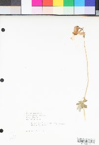 Aquilegia pubescens image