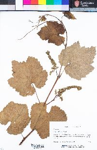 Vitis californica image