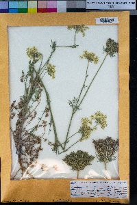 Daucus carota image