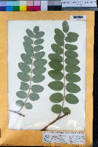 Robinia hispida image