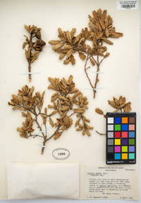 Quercus durata image