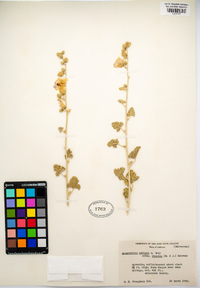 Sphaeralcea ambigua var. rosacea image