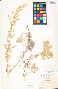 Artemisia kruhsiana image