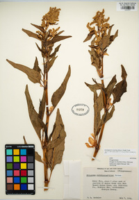 Aconogonon phytolaccifolium image