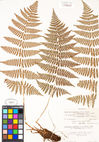 Dryopteris intermedia image