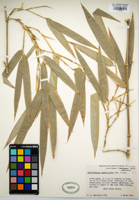 Phyllostachys reticulata image