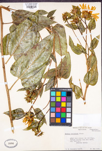 Wyethia reticulata image