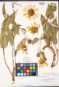 Wyethia reticulata image