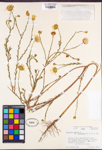 Xanthisma texanum image