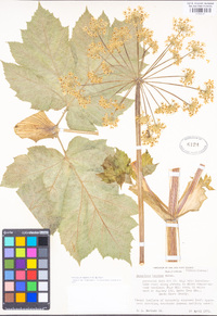 Heracleum maximum image