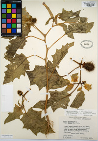 Datura stramonium image