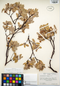 Arctostaphylos pungens image