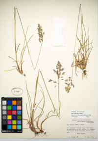 Poa wheeleri image