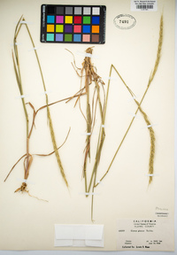 Elymus glaucus image