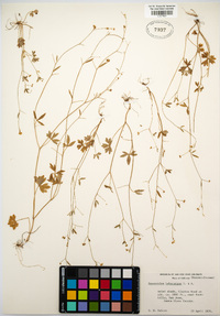 Ranunculus hebecarpus image