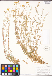 Eriophyllum lanatum var. achilleoides image
