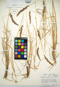 Calamagrostis stricta image