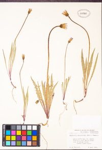 Stebbinsoseris heterocarpa image