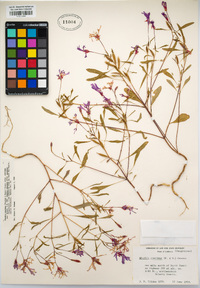 Clarkia concinna subsp. concinna image