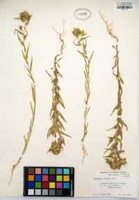 Collomia linearis image